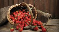 Strawberry Fruits2413019771 200x110 - Strawberry Fruits - Strawberry, Fruits, Access
